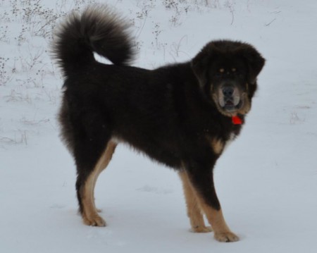 CH XING  Henriet´s garden,(ARISSA x DJEGO)